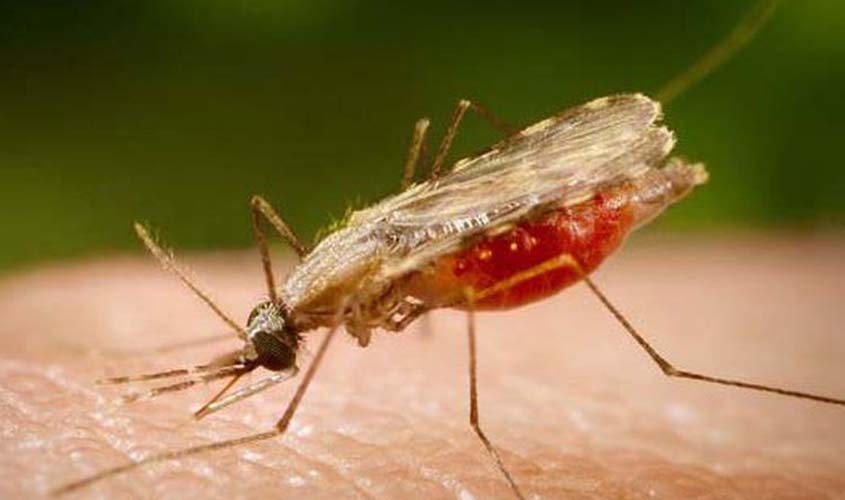 Estudo brasileiro pode levar à produção de novo remédio contra malária