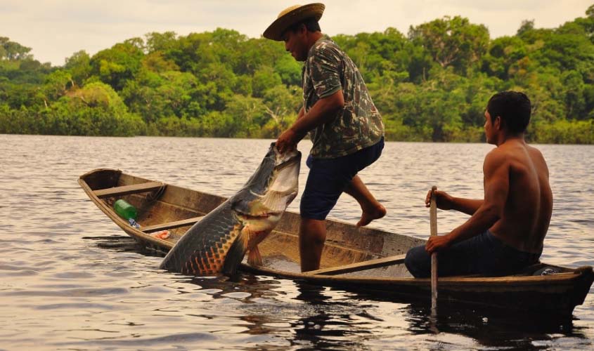 Manejo do pirarucu no lago Cortes de Mercedes, em Guajará-Mirim, tem aumento de 78%