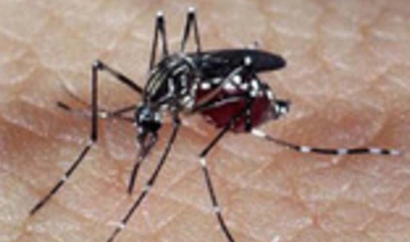MINUTO DA SAÚDE: o que fazer em 10 minutos para combater a dengue