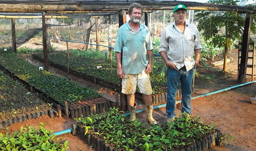 Irrigação de baixo custo para viveiro de café clonal incentiva produtores de Theobroma a investir em tecnologia