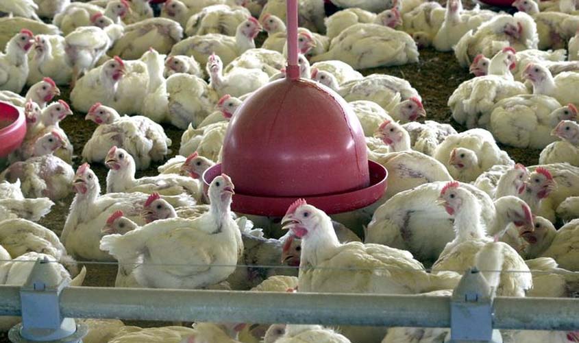 Embargo da UE derruba exportação brasileira de carne de frango