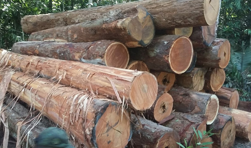 Equipe da Sedam apreende mais de 500 metros cúbicos de madeira extraída ilegalmente na Resex Rio Preto Jacundá