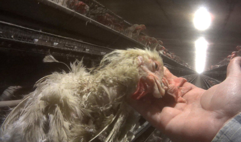 Vídeo revela terrível sofrimento animal em granja que abastece fornecedor de ovos do Walmart