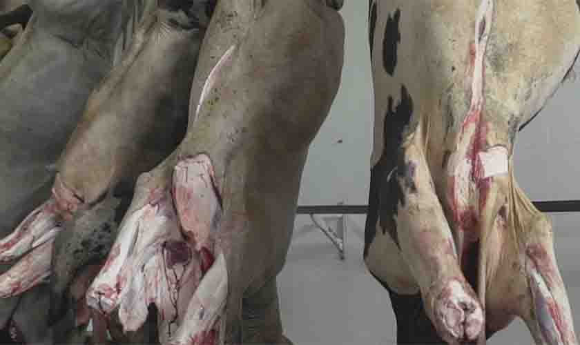 Organizações de proteção animal recorrem à Justiça para pedir a proibição do abate de fêmeas em fase final de gestação