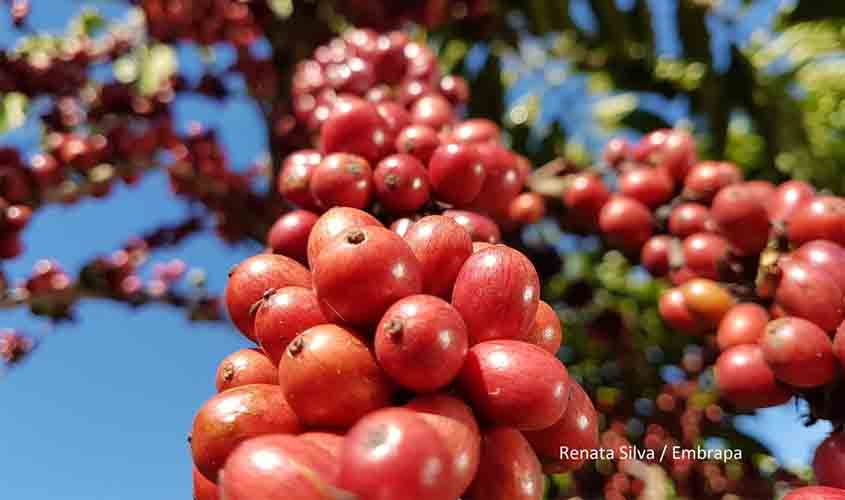 Embrapa, governo de Rondônia e produtores se unem em projeto de melhoramento para o café