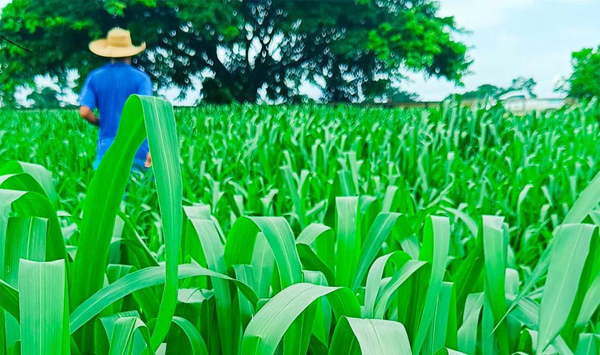 Projeto de gestão e manejo alimentar do gado faz aumentar em mais de 100% a produção de leite