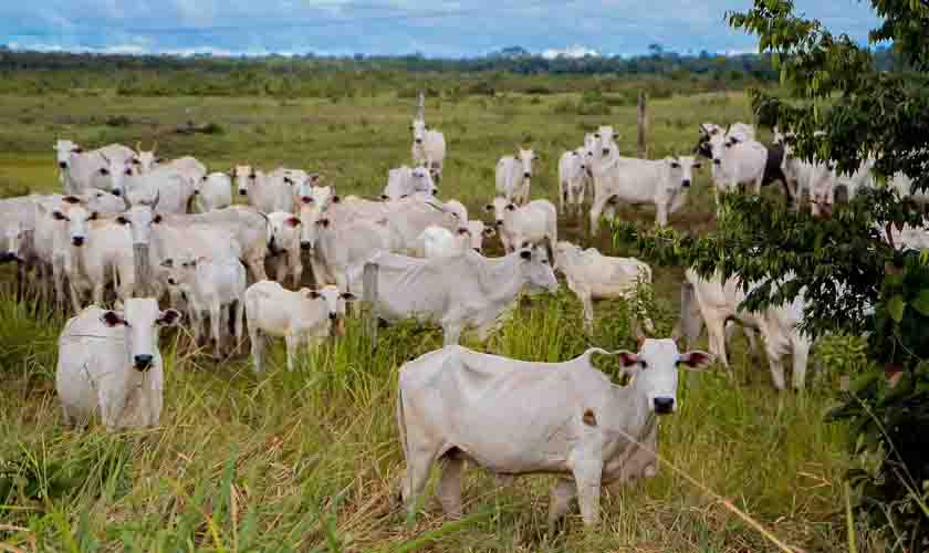 Parceria vai incentivar melhoria genética para o rebanho bovino de Rondônia