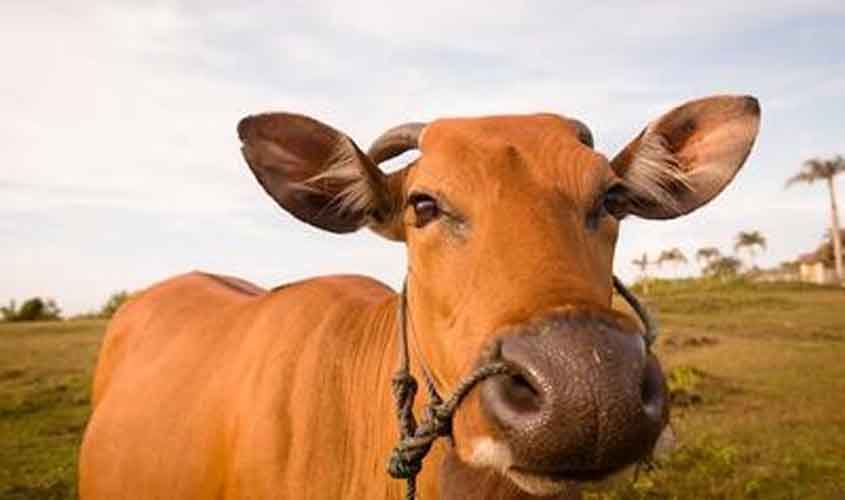 Boi gordo em estabilidade a R$ 317,40
