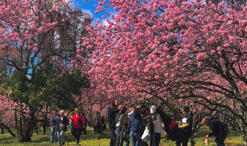 Brasil com traços de um Japão florido