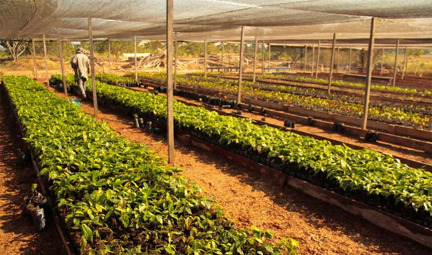 Trabalho de reeducandos da Fazenda Futuro vai beneficiar produtores rurais de Porto Velho
