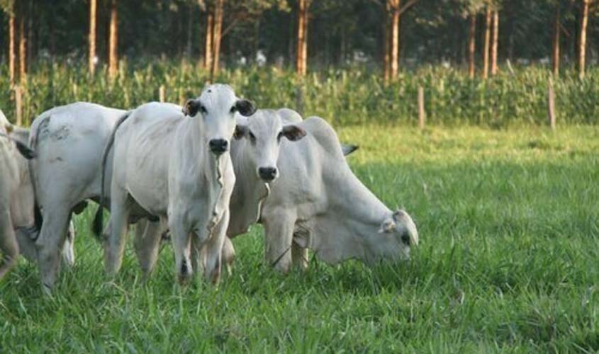 Preço do boi gordo tem alta nesta segunda-feira (1º)