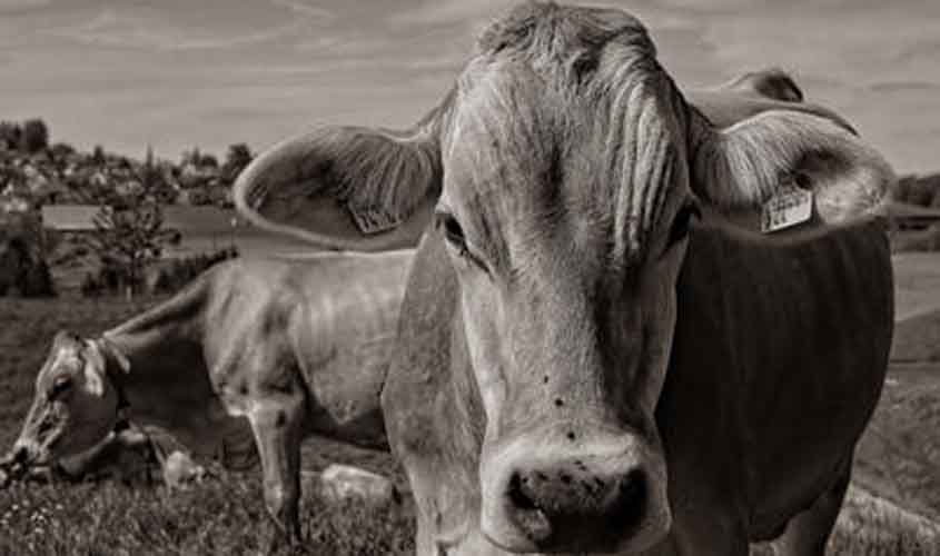 Boi gordo registra alta no preço da arroba