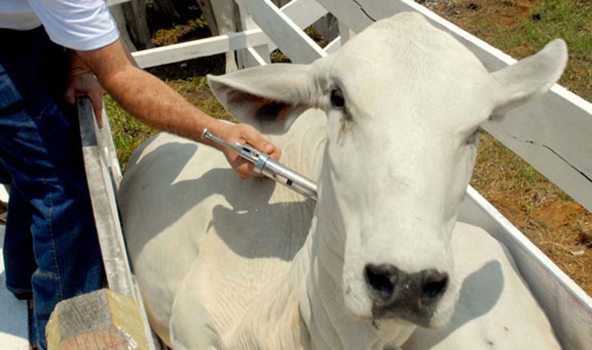 Campanha contra febre aftosa vacinou 98% do rebanho do país