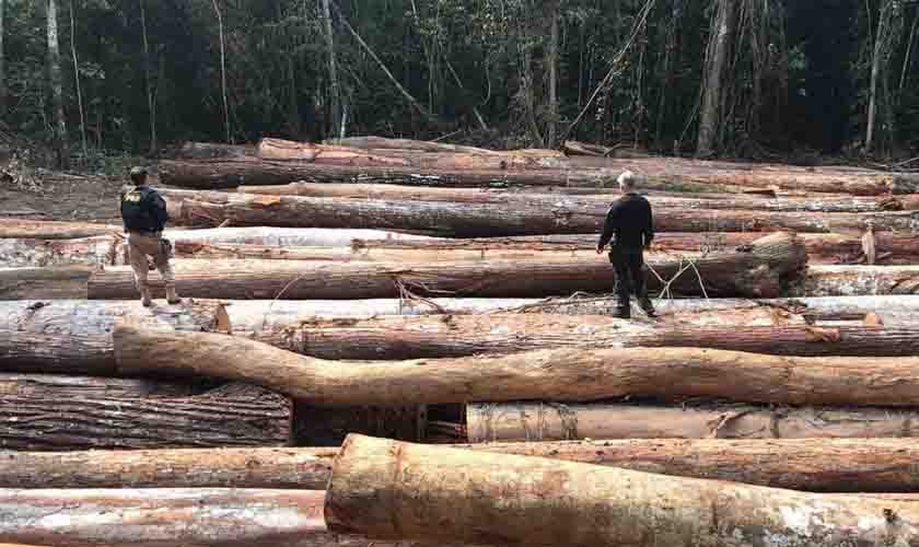 Em Porto Velho, durante a Operação Anhangá, PRF faz gigantesca apreensão de madeira irregular