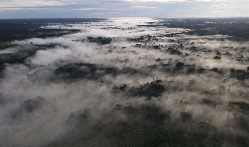 Dia da Amazônia: conheça a iniciativa para preservar 1,5 milhão de hectares da floresta