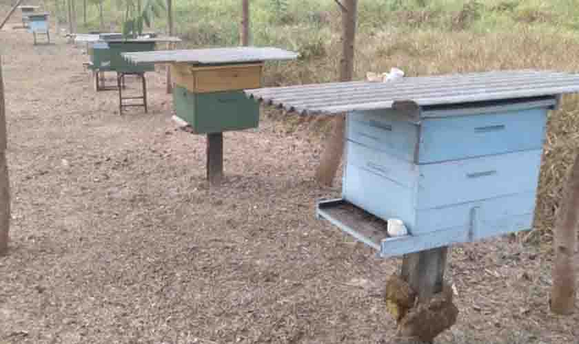Atividades de apicultura e meliponicultura são incentivadas em Porto Velho