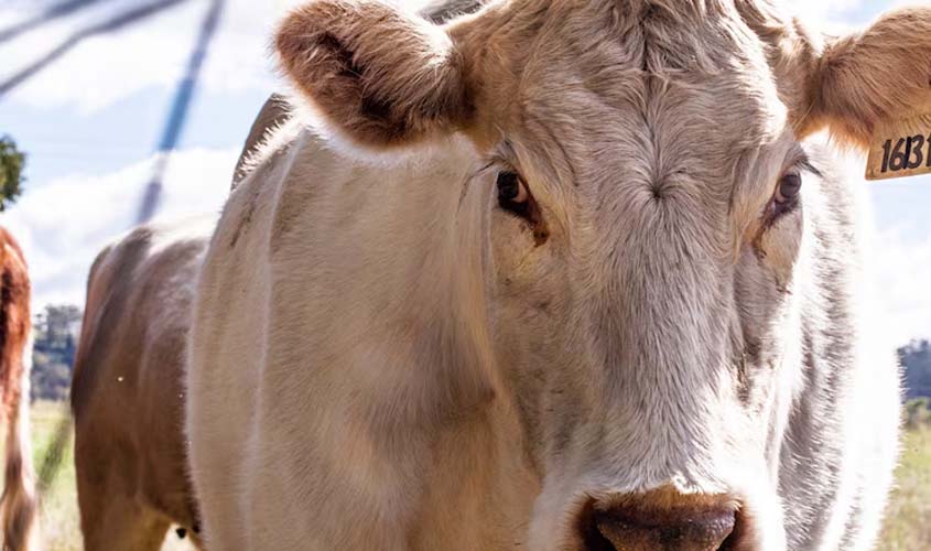 Cotações do boi gordo hoje, 1º de novembro