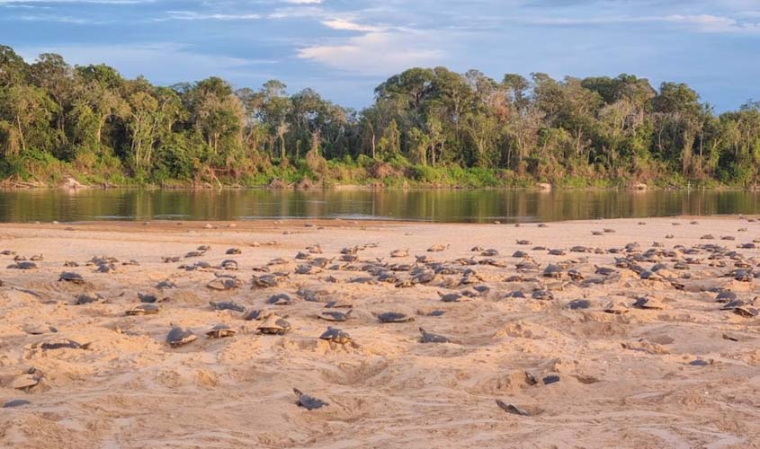 Clima e caça ameaçam berçário de tartarugas no Vale do Guaporé