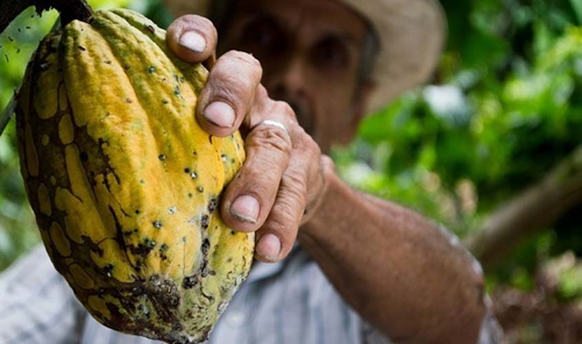 Governo Federal implementa Rota do Cacau no estado de Rondônia