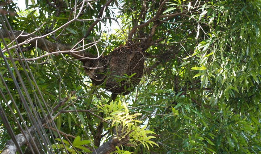 Poda irregular expõe enxame e mobiliza remoção segura