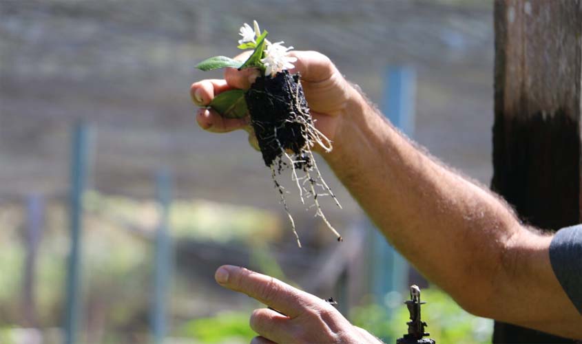 Qualidade de mudas é destacada como fator determinante para o potencial do café cultivado em Rondônia