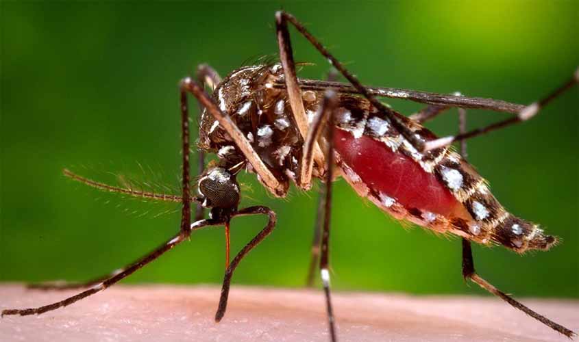 Qualquer objeto que acumula água pode se tornar um criadouro do Aedes Aegypti, alerta da Agevisa para o carnaval