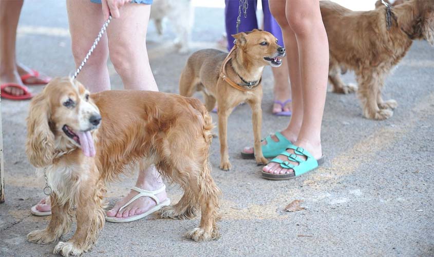 Governo proíbe uso de animais em pesquisas de cosméticos e perfumes