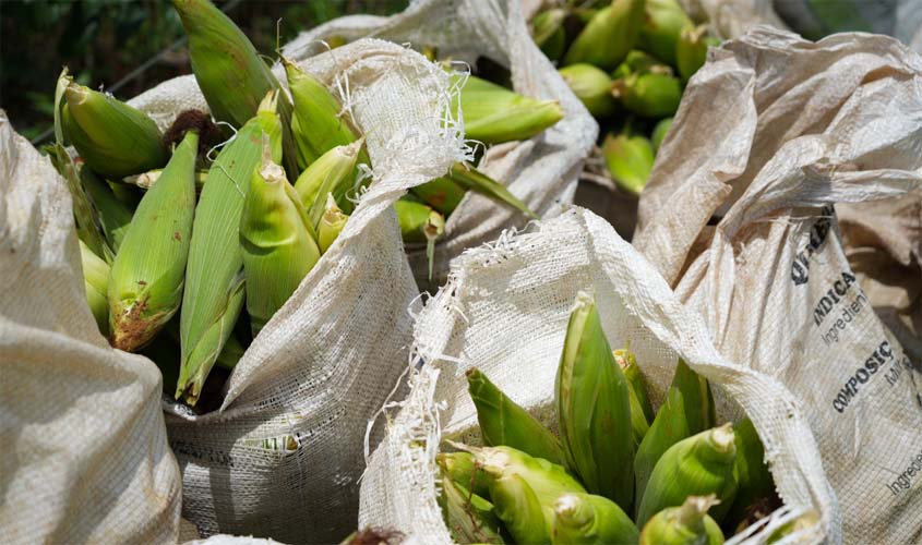 Milho fortalece agricultura em União Bandeirantes