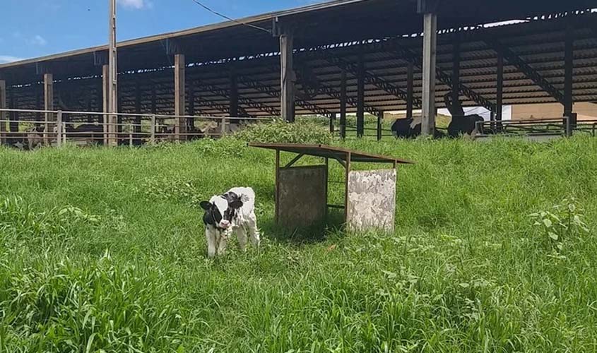 ONGs pressionam Banco Mundial a não investir em produtor de lácteos brasileiro ligado a caso de más práticas contra animais