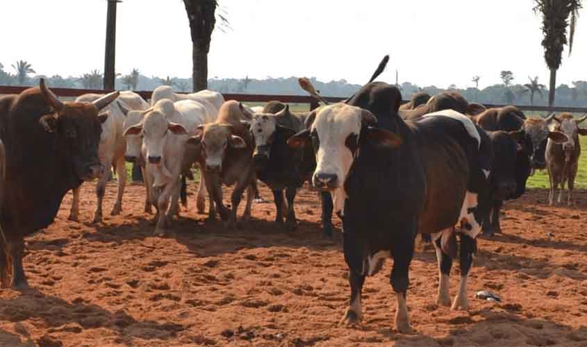 De olho no rebanho: começa a atualização obrigatória dos dados agropecuários à Idaron