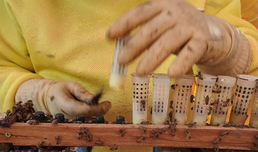 Parceria fortalece proteção ambiental e apicultura