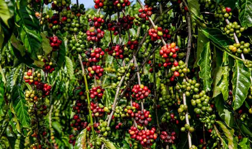 Rondônia obtém primeira Identificação Geográfica de café robusta sustentável do mundo