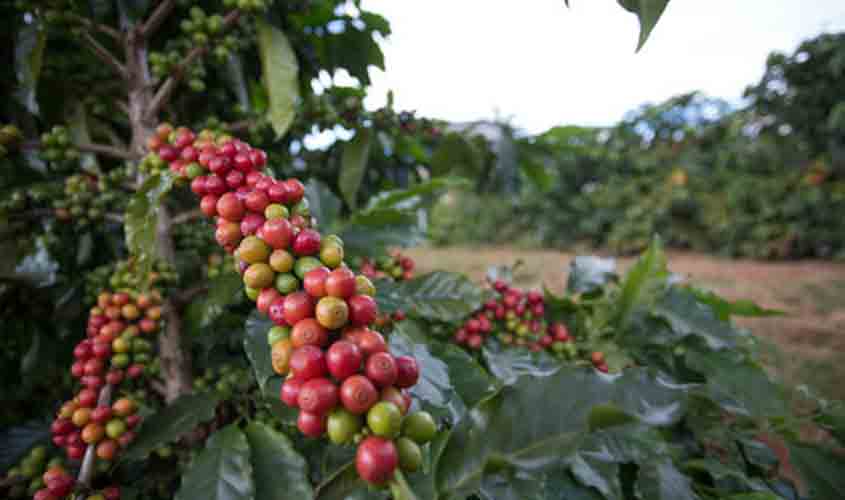 Café registra alta no preço, nesta quarta-feira (2)