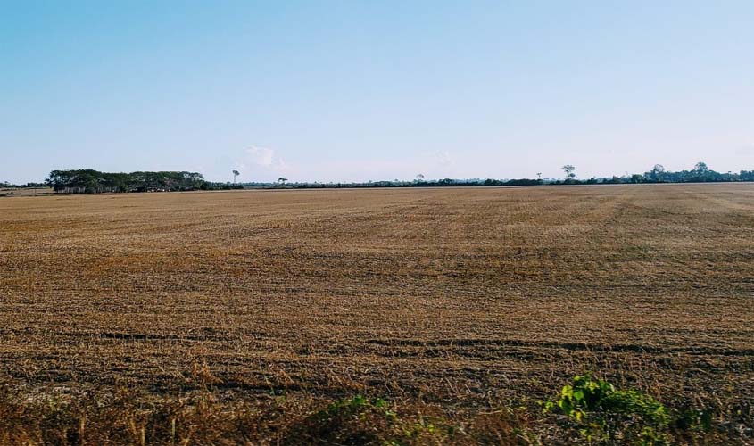 Até 15 de setembro fica proibido o plantio e cultivo de soja no estado