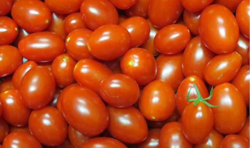 Embrapa cria tomates mais nutritivos e com maior produtividade