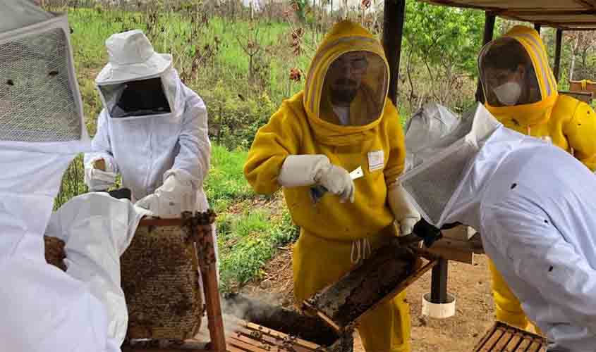 Mais de mil propriedades rurais produzem abelhas em Rondônia, aponta levantamento realizado pela Idaron