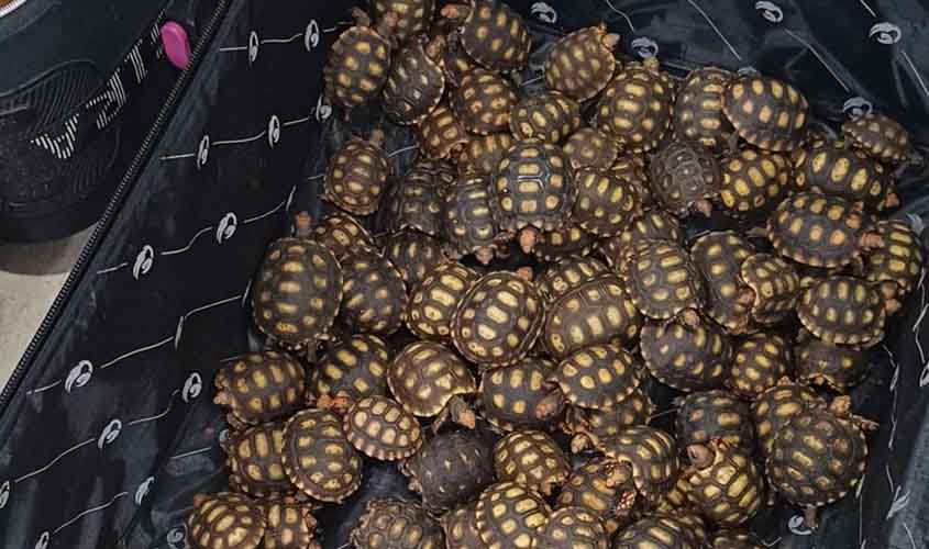 PRF flagra passageiro de ônibus com cerca de 600 filhotes de jabutis dentro de malas