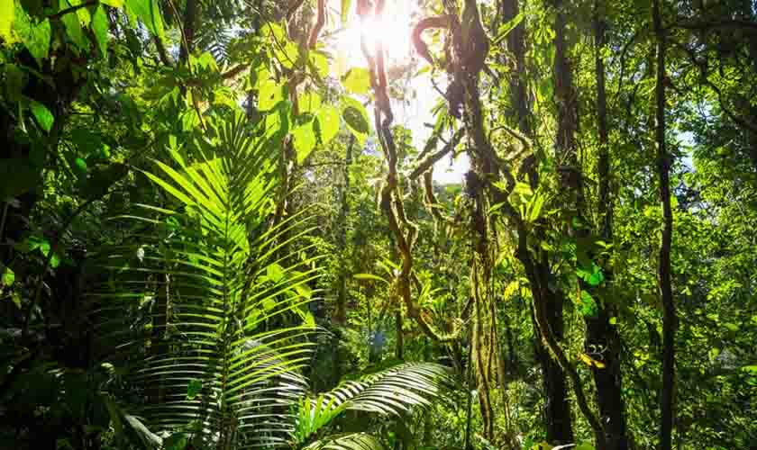 Inventário Florestal de Rondônia será lançado na Agrolab Amazônia
