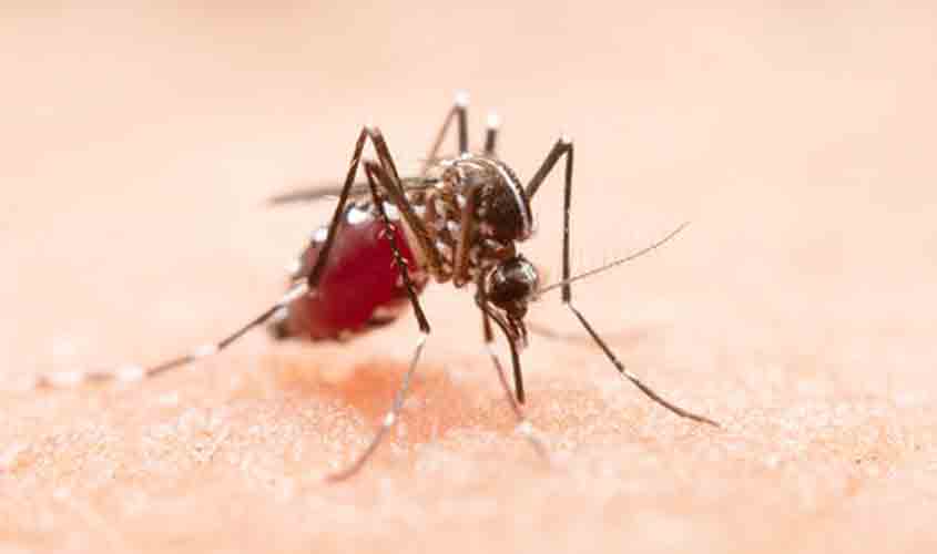 Chikungunya: Brasil registra 254 mil casos prováveis e 162 mortes em 2024