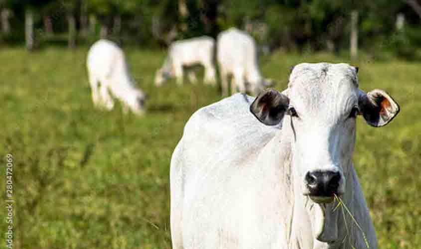 Arroba do boi gordo custa R$ 276,35, após alta no preço