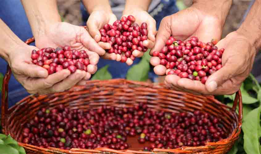 Café de Rondônia se destaca no cenário nacional e internacional com prêmios e reconhecimentos