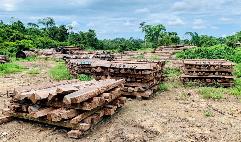 Madeira apreendida terá uso social e ambiental em RO
