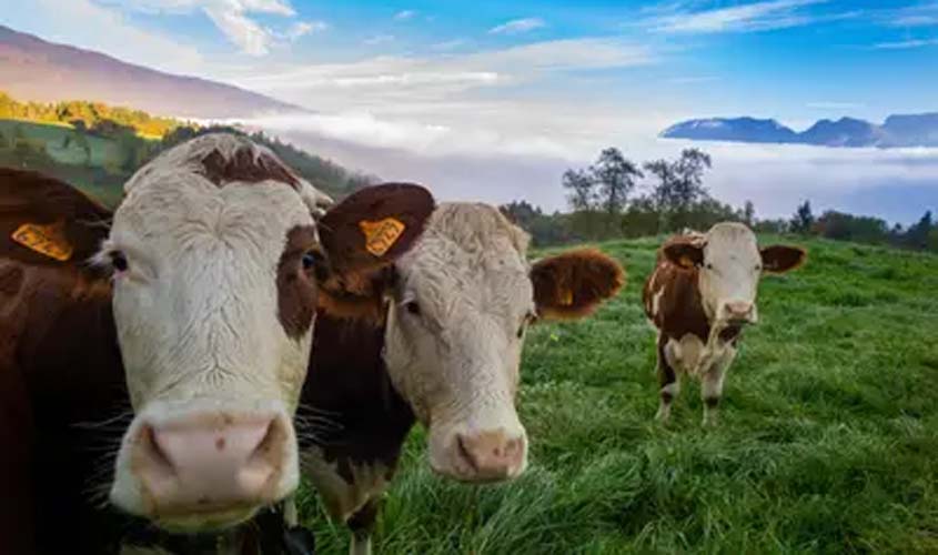 Boi gordo: cotações de terça-feira (2)