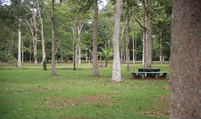 Porto Velho cria regras para proteger árvores e fauna