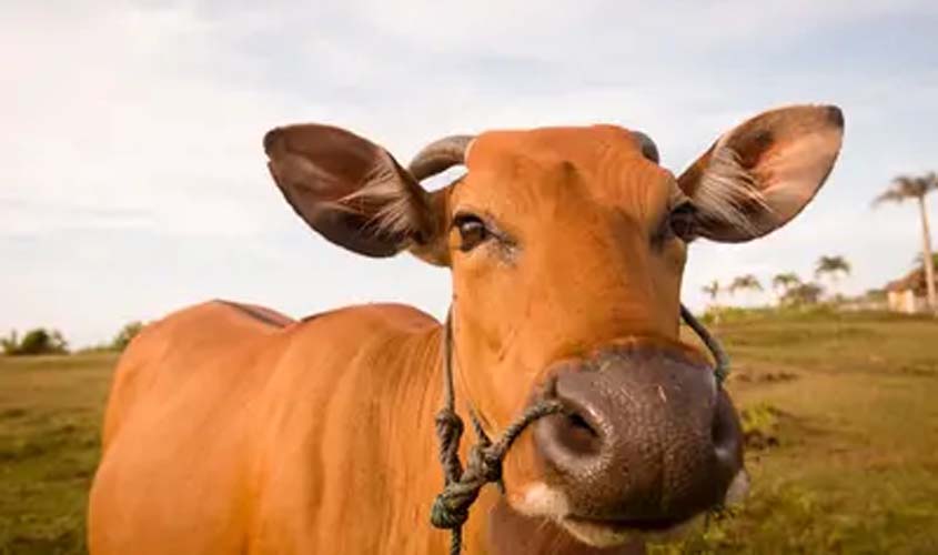 Boi gordo hoje: confira as cotações para esta sexta-feira (3)