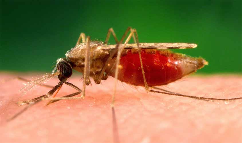 AMAZONAS: Estado já registra mais de 11 mil casos de malária em 2019