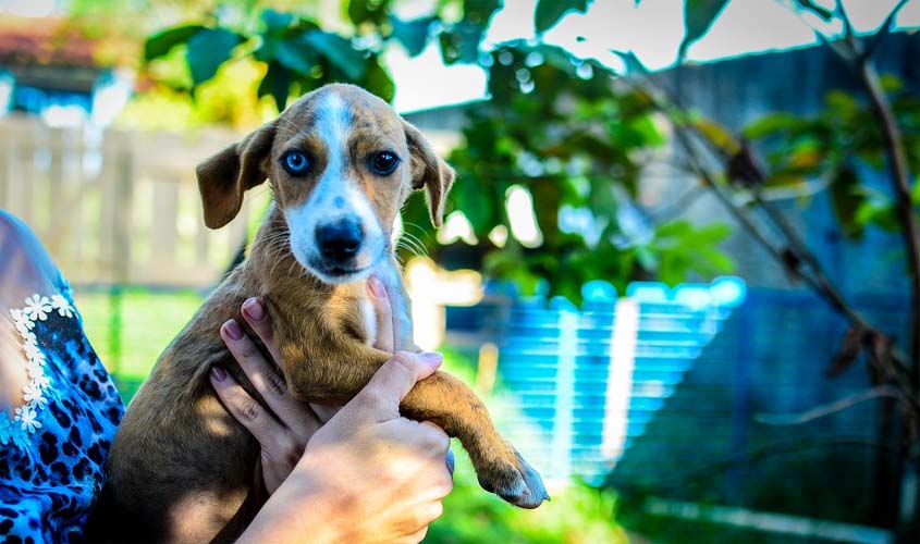 Prefeitura incentiva a adoção responsável de cães e gatos