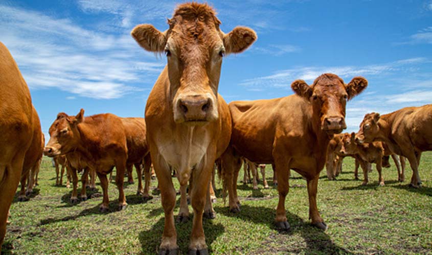 Boi gordo registra alta de 0,76% no preço e produto é negociado a R$ 231,10