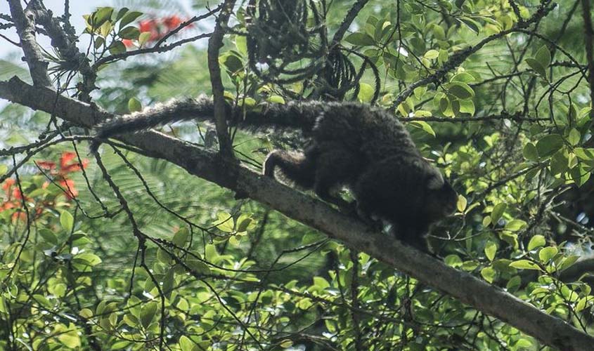 Fiocruz registra aumento em mortes de macacos no Sudeste