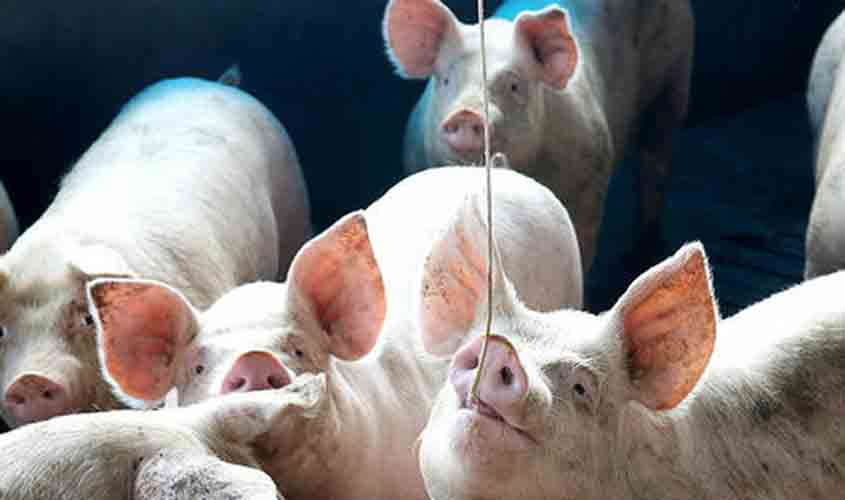 Preço do suíno vivo se mantém estável em Minas Gerais